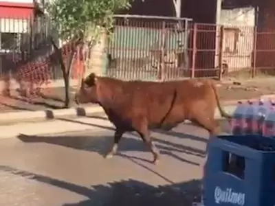 toro