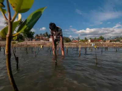 mangrove-day