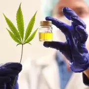 Arranca la venta del primer aceite de cannabis producido en el pas: cmo conseguirlo