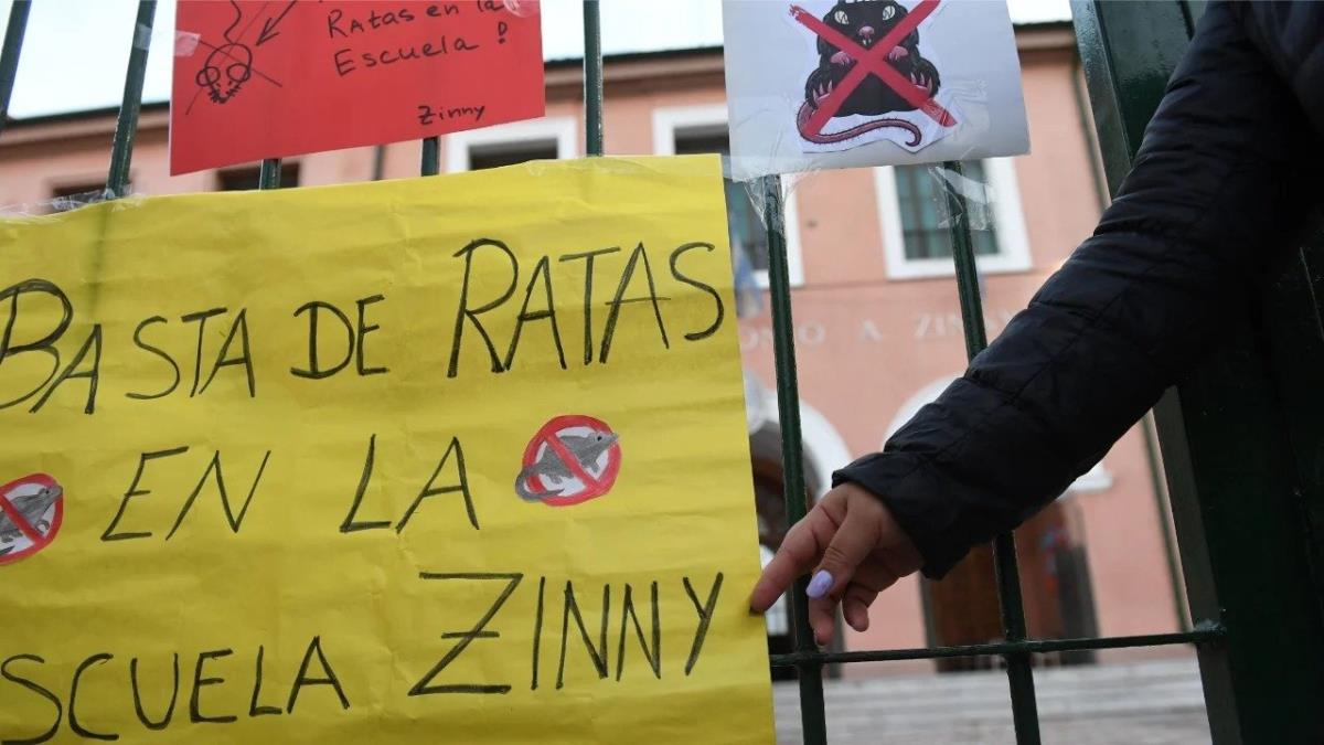 Ratas en colegios de CABA: "Hay roedores que caminan por las aulas en ...