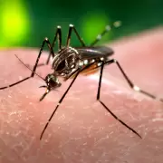 Atencin, ya hay vacuna para el dengue: este es el grupo que recibir las primeras dosis