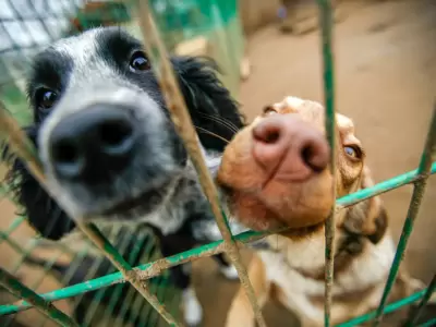 Un sol para los Pupis: qué es y de qué trata el evento solidario para ayudar a las mascotas sin hogar