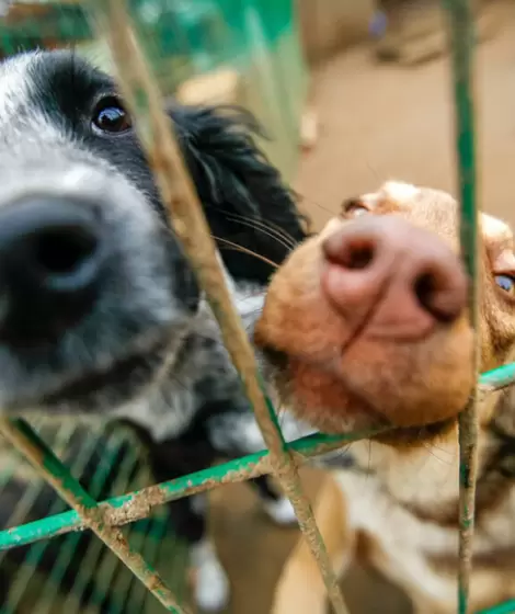 Un sol para los Pupis: qu es y de qu trata el evento solidario para ayudar a las mascotas sin hogar