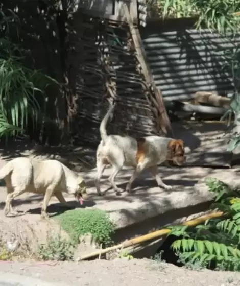 Huesos, prendas rasgadas y olor "nauseabundo": un hombre fue devorado por sus 17 perros en Mendoza