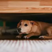 Cmo calmar y cuidar a las mascotas durante los festejos de Ao Nuevo