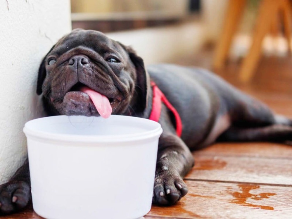 Peligro Golpes de calor en mascotas cómo prevenirlos y tratarlos Big Bang News