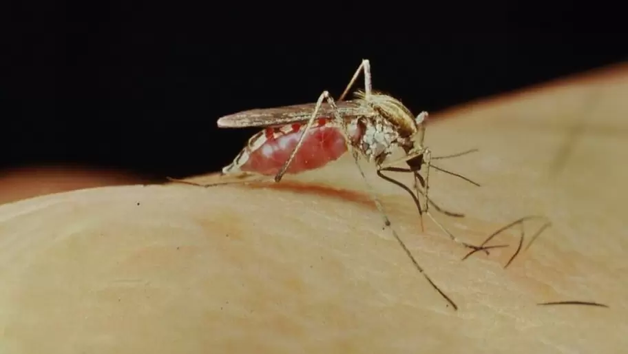 Los Aedes albifasciatus son una especie de mosquitos ms "agresivos"