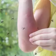 Ola de mosquitos: cmo prevenirlos, de qu manera cuidarse y cada cunto protegerse con repelente