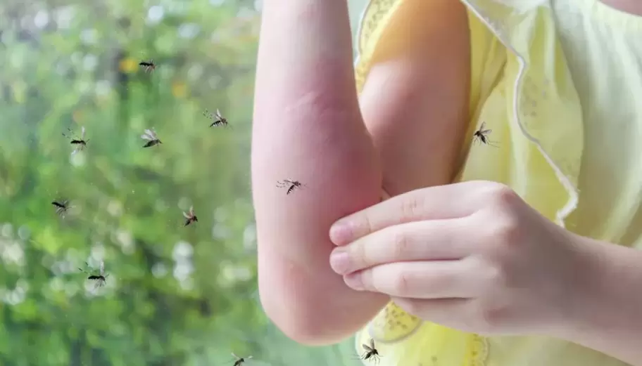 Picaduras de mosquitos