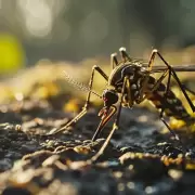 Hasta cundo durar la invasin de mosquitos en el AMBA y cmo cuidarse