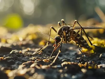 Aedes albifasciatus se reproduce sobre todo en zonas rurales