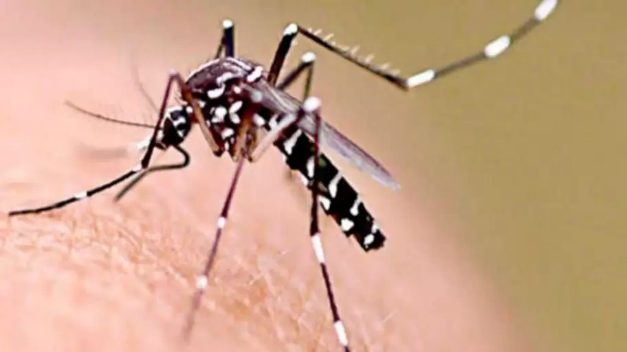 Aedes Aegypti