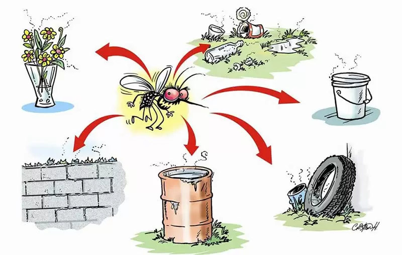 Cmo prevenir la evolucin de los Aedes Aegypti