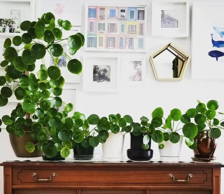 Planta Pilea peperomioides