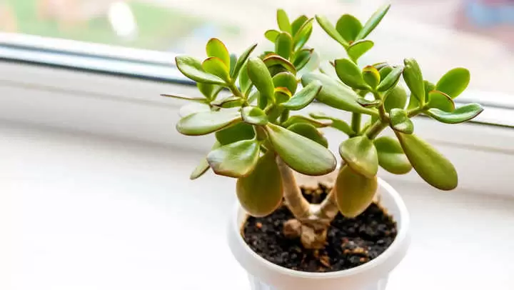 Planta de Jade