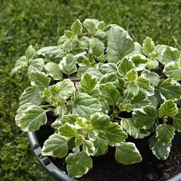 Plectranthus