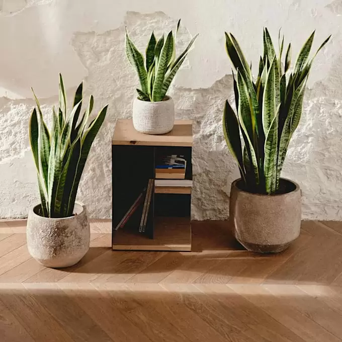 Sansevieria