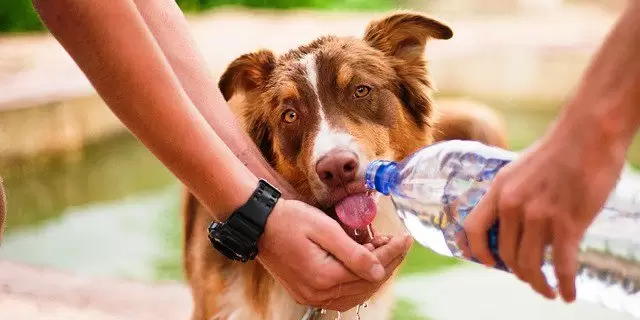 Como evitar un golpe de calor.