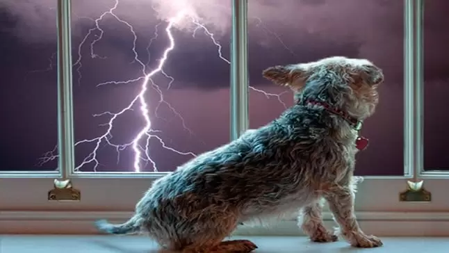 Proteg a tu mascota durante la tormenta
