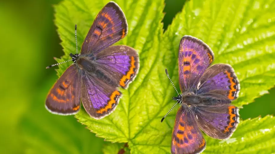 Mariposas de color violeta.