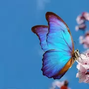 Mariposas: Qu significado tienen segn sus colores?