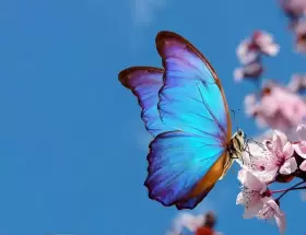 Qu significados tienen los colores de las mariposas?
