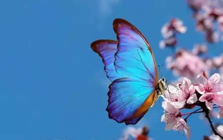 Qu significados tienen los colores de las mariposas?