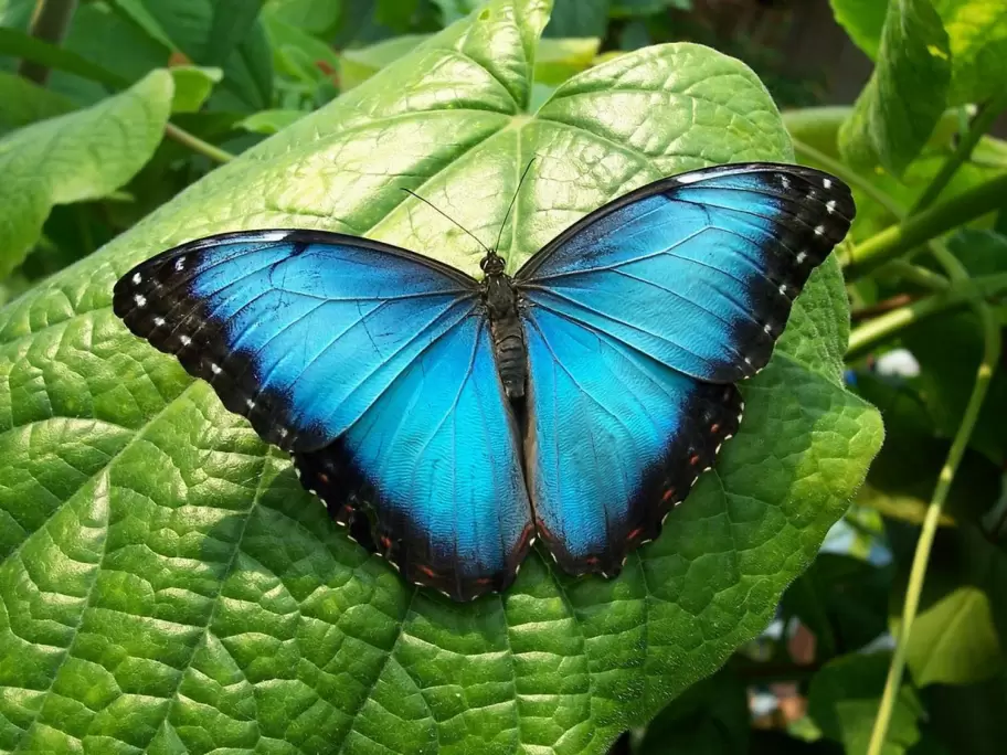 Mariposa color turquesa.