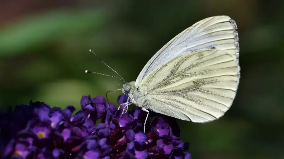 Mariposa color blanca.