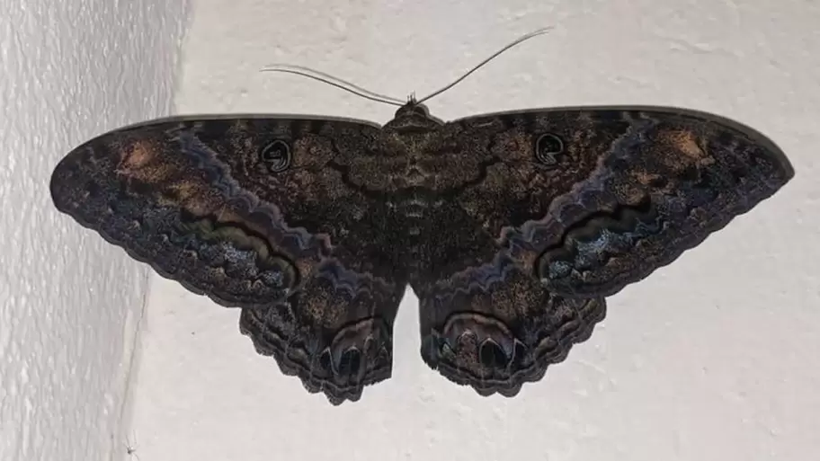 Mariposa color negra.