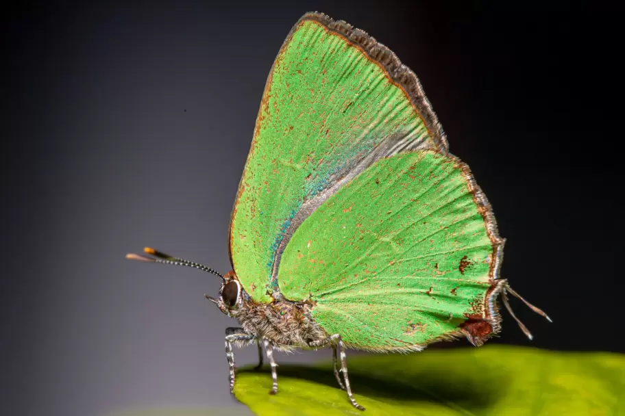 Mariposa color verde.