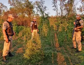 Encontraron marihuana en un predio