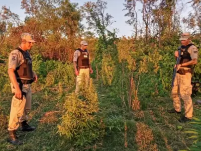 Encontraron marihuana en un predio