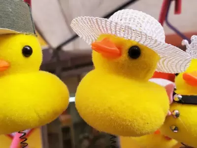 Qu son los patitos amarillos?