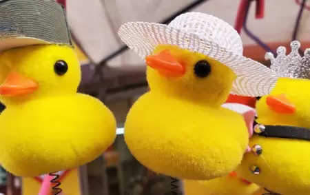 Qu son los patitos amarillos?