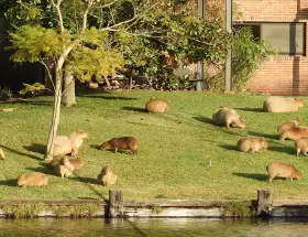 Los carpinchos viven en Nordelta porque esa era su fauna natural, antes de que los humanos llegaran a construir el barrio.