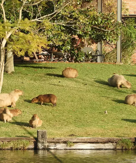 Los carpinchos viven en Nordelta porque esa era su fauna natural, antes de que los humanos llegaran a construir el barrio.