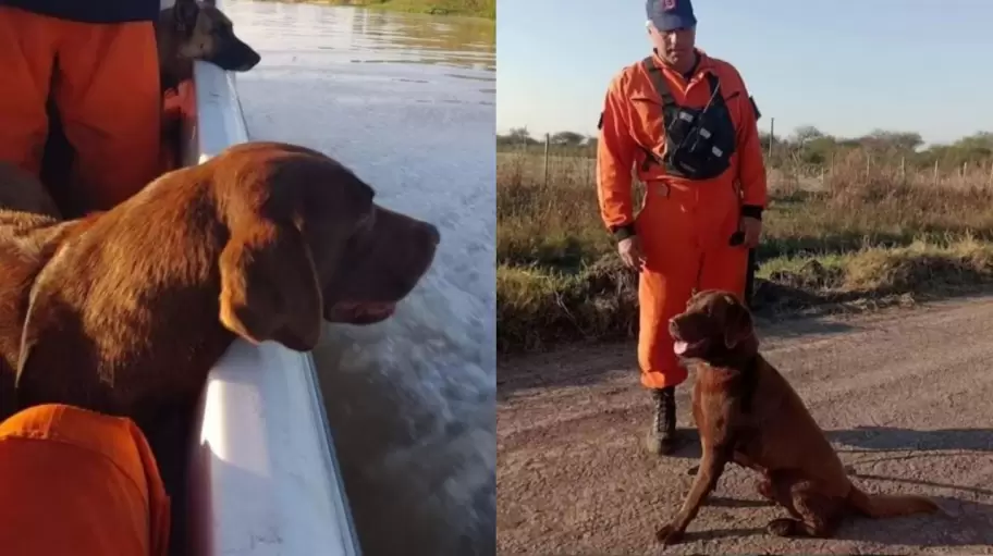 Muri Nern, uno de los perros que particip de la bsqueda de Loan Pea