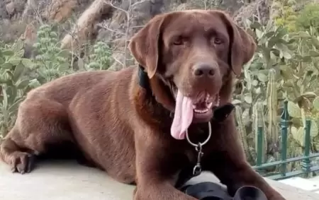 Muri Nern, uno de los perros que particip de la bsqueda de Loan Pea