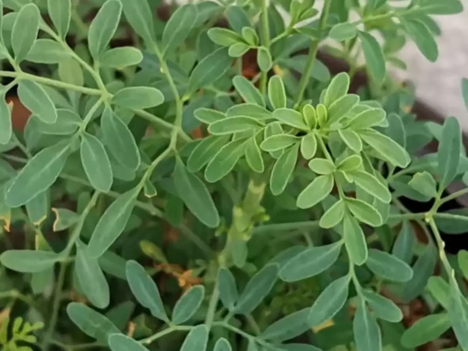 Planta denominada "ruda" utilizada con fines medicinales y espirituales