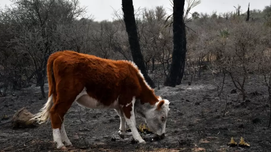 Los animales son grandes vctimas de los incendios, tanto intencionales como naturales