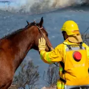 Flora y fauna devastadas tras los incendios en Crdoba: la desidia de Javier Milei a la orden del da