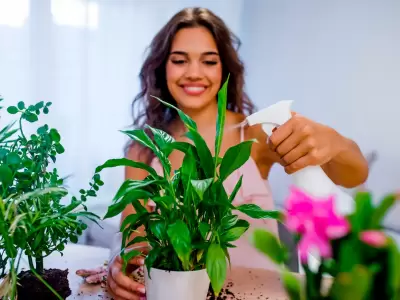 Plantas que recomienda el Feng Shui