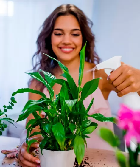 Plantas que recomienda el Feng Shui