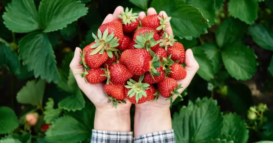 Las frutillas son ideales para pasar las altas temperaturas de la primavera