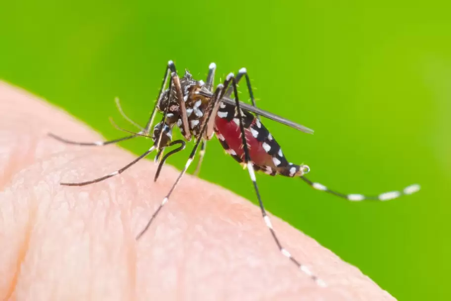 Con las altas temperaturas, el riesgo de contraer Dengue aumenta