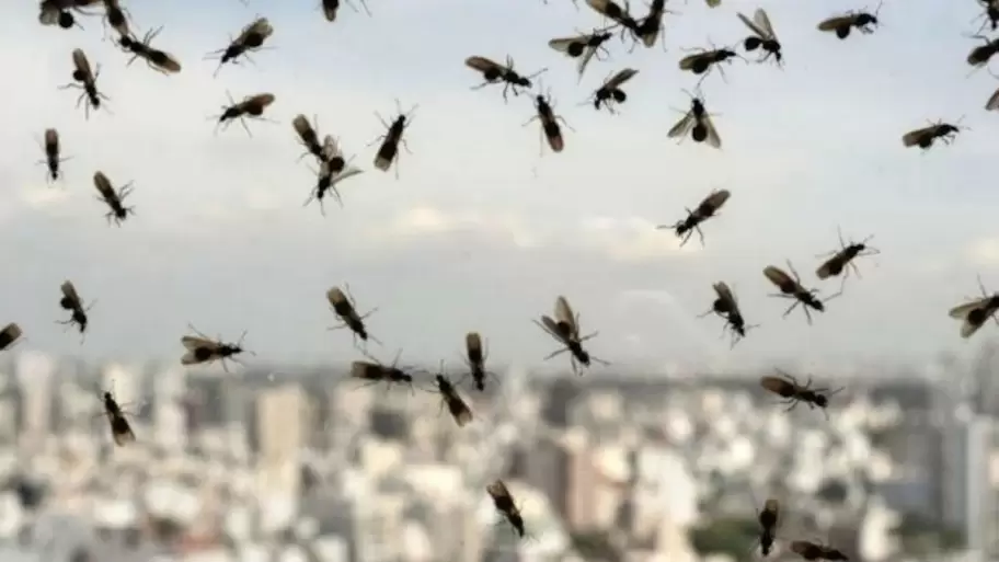 Las hormigas voladoras llegaron a Buenos Aires