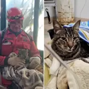 Derrumbe del Hotel Dubrovnik: rescataron una gatita y apareci un video clave para saber qu produjo el desmoronamiento