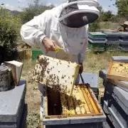 En Salta detuvieron un desalojo tirndoles abejas! a los policas: varios heridos con mltiples picaduras