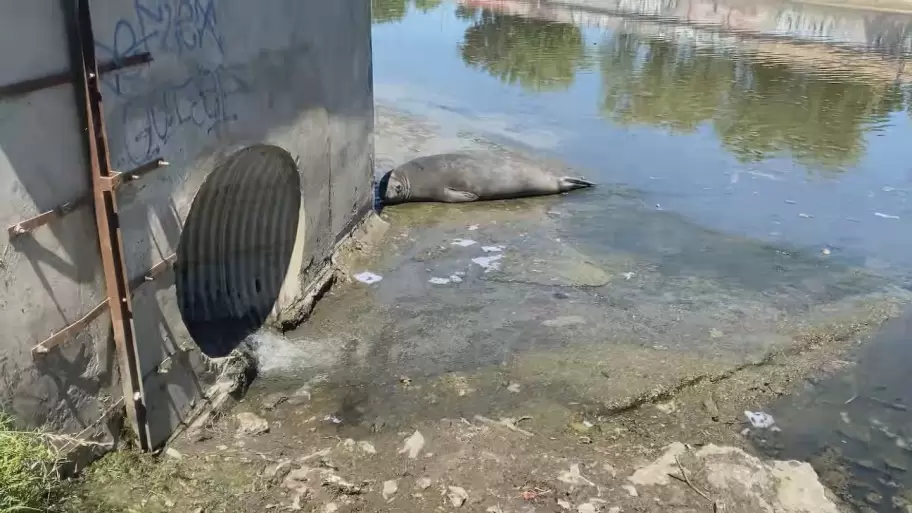 Un elefante marino en el arroyo El Gato de la localidad platense de Tolosa.